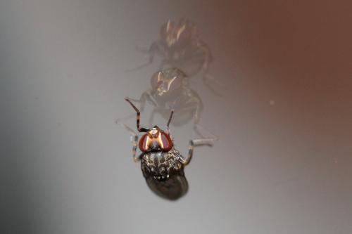 Réf. 249 229 : Phortica variegata
